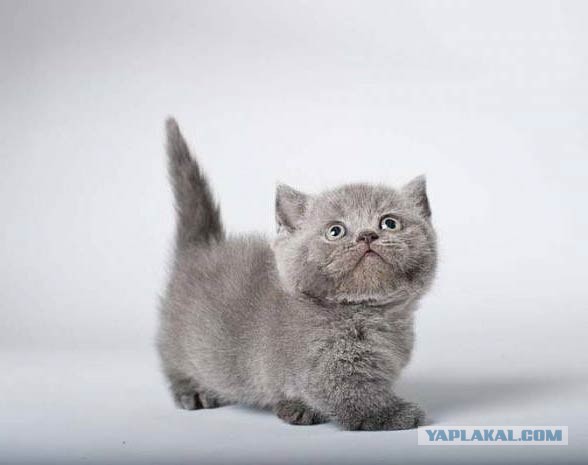 19 шикарных кошек, которые стоят целое состояние
