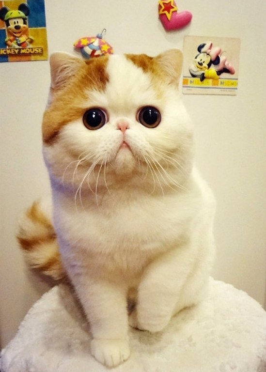 Коты из сети