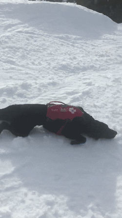 Когда ты уже много лет спасательная собака на горнолыжном курорте
