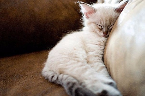 Коты и Кошки