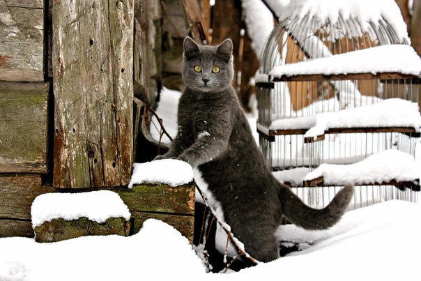 Коты и Кошки