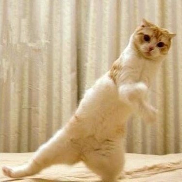Коты и Кошки