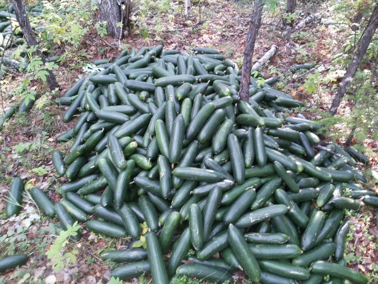 Пошел в лес за грибами порно