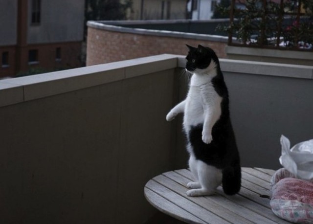 Коты и Кошки