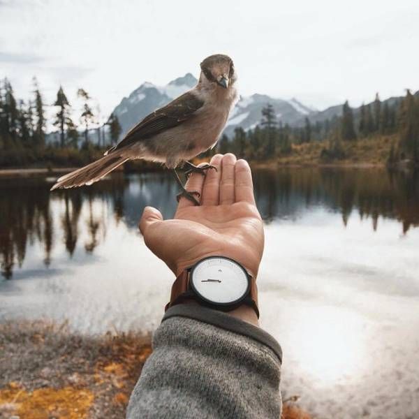 Живность из сети