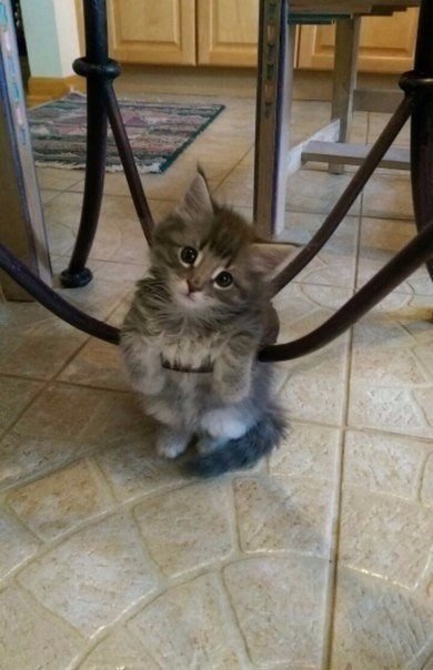 Коты и Кошки
