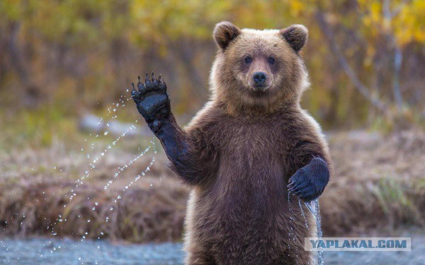Кого можно вызвать благодаря такой пентаграмме?