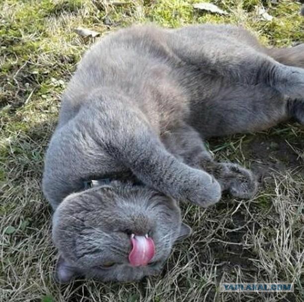 Котовторник!