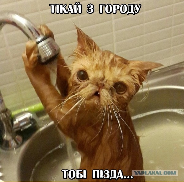 ЖМЖ поневоле