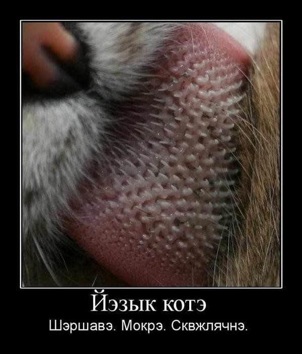 Подборка картинок. Забавных, прикольных - разных!