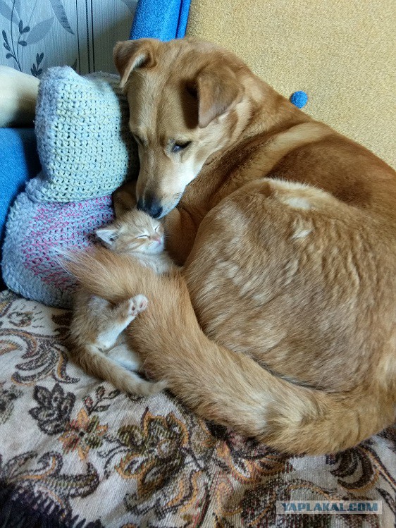 Котовторник ждали? А вот и он!