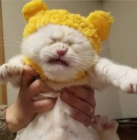 Прикольных котов пост