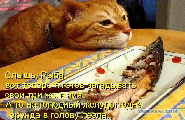 Ура, котовторник!