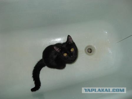 Кот Кузя