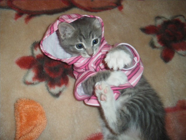 Котовторник