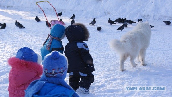 Самоеды!