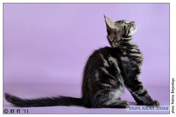 Котовторник: Кошки и ягнёнок