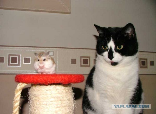 Котовторник 06.09.11