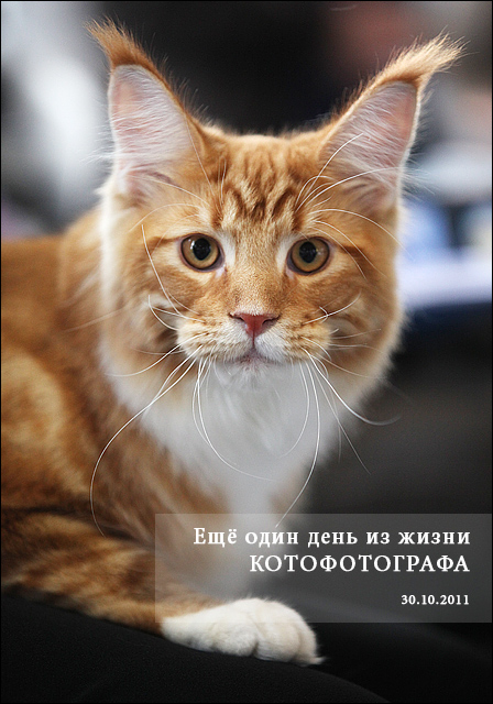 Котовторник! 08.11.11