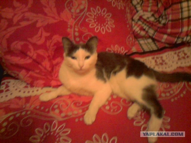 Котовторник (10.01.2012)