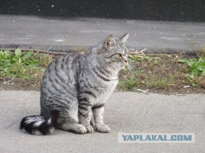 Котовторник  21.08.12