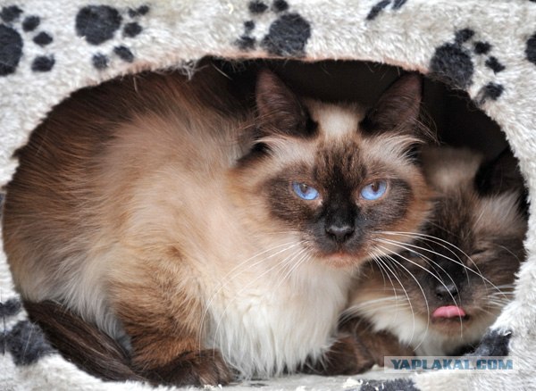 Котовторник 11.09.2012