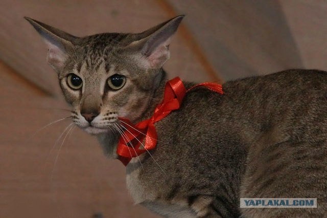 Котовторник  16.10.12