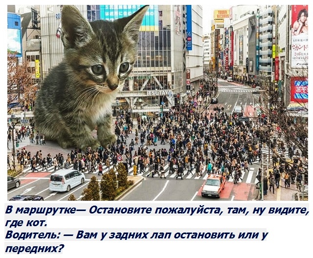 Картинки с надписями и коты, много котов