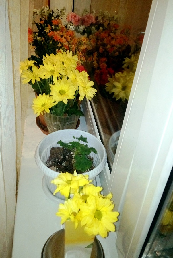 Лютики цветочки у жены в садочке.