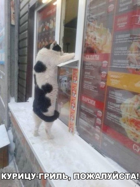 Домашний, городской котейка первый раз видит коров
