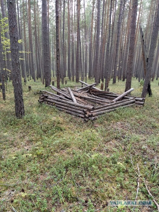 В лес? А почему бы и нет...