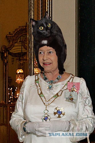 Эпичный кот