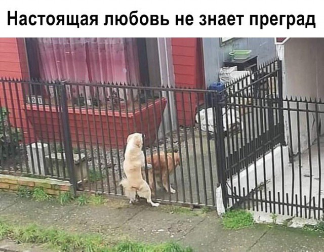 Воскресные кретинизмы из сети 07.02.21