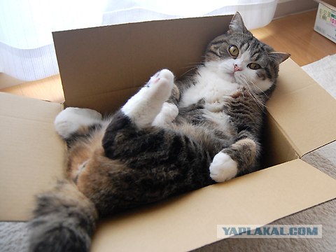 Котоловушка