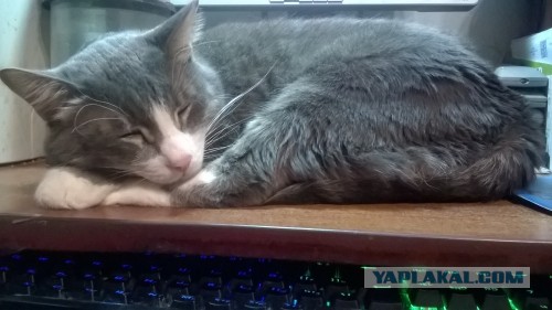 Кошке 19 лет