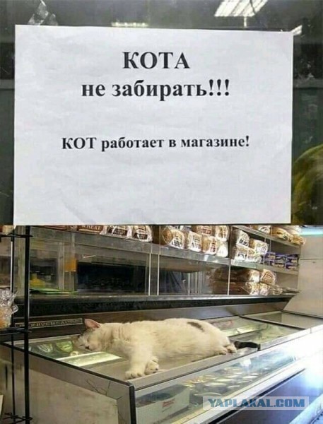 Весёлый полтишок 16.04