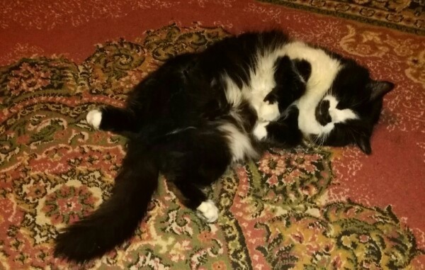 Котовторник вроде.
