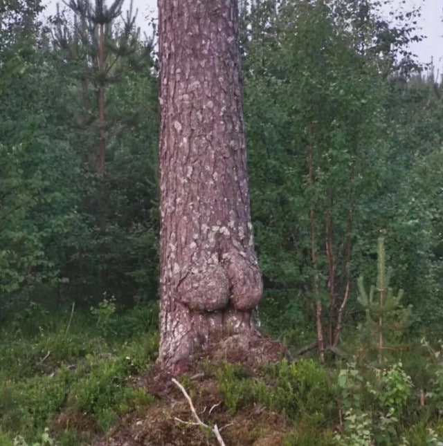 Видели брёвна?