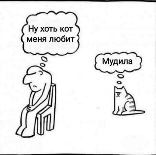 Через сколько времени кошка забывает хозяев и как долго она может их помнить