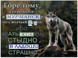 ИК-3: чем известна и как выглядит знаменитая колония «Полярный волк», куда отправили Навального