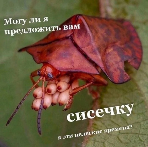 Пятница-жжжж... Баяны-жжжж...