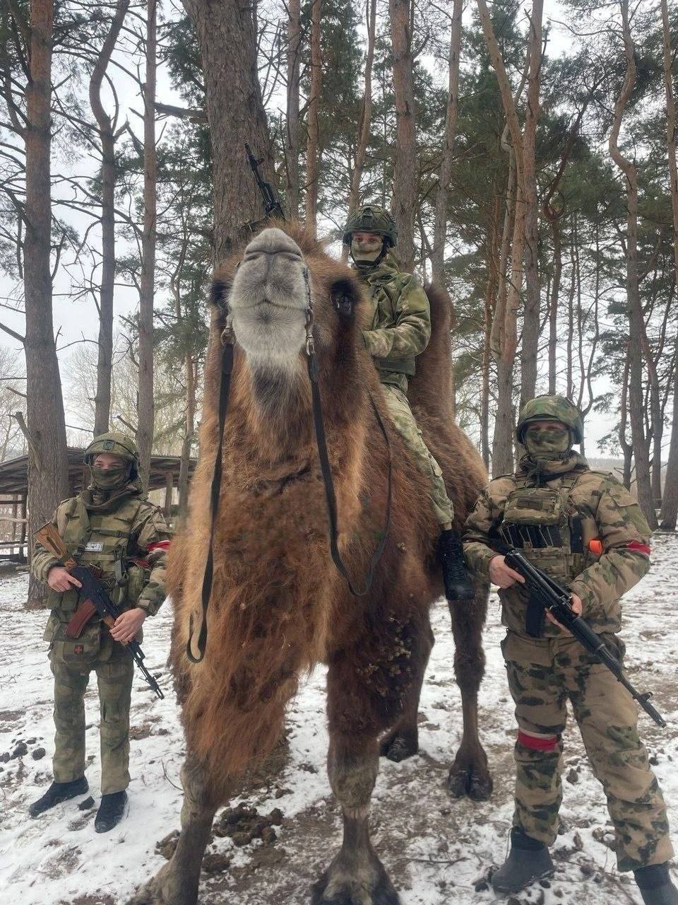 Боевой верблюд был замечен в зоне СВО