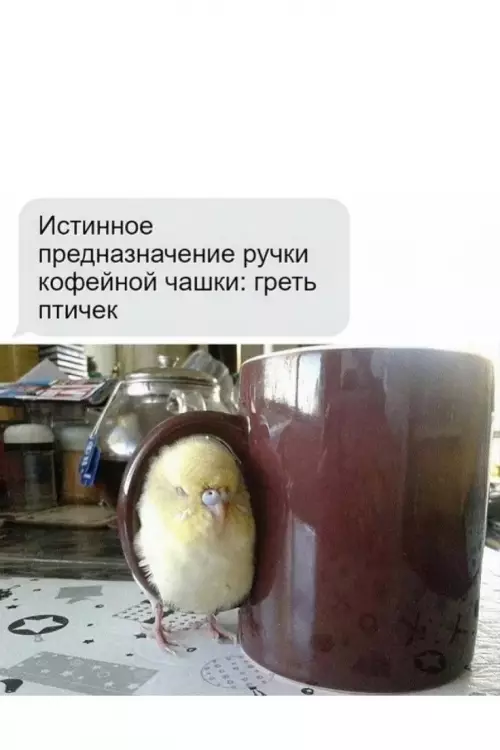 Картиночки, баянчики 31 января