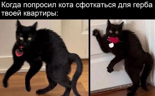 К котовторнику: подборка картинок-баянов с котиками и про котиков. Выпуск 40.