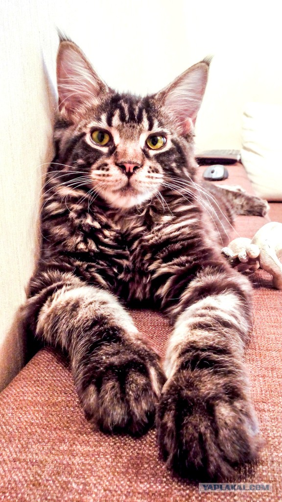 Котовторник 18.03.2014