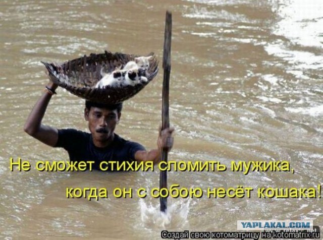 Коты, спасенные пожарными