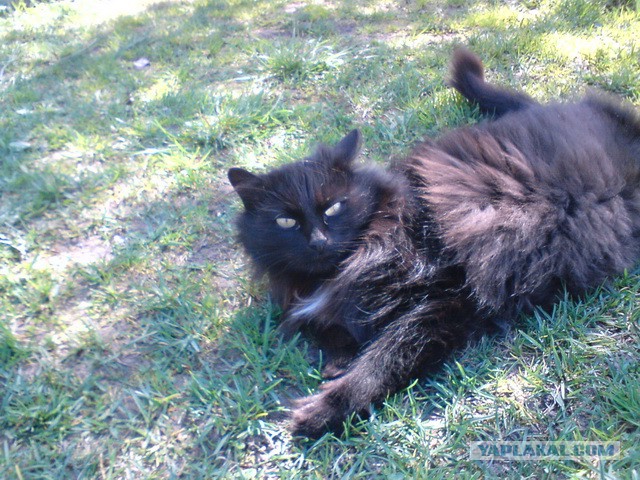 Котовторник 17.06.2014