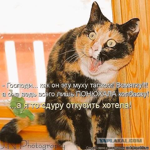 Веселые картинки