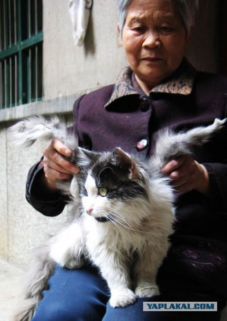 Котенок дохлик - монстр мутант