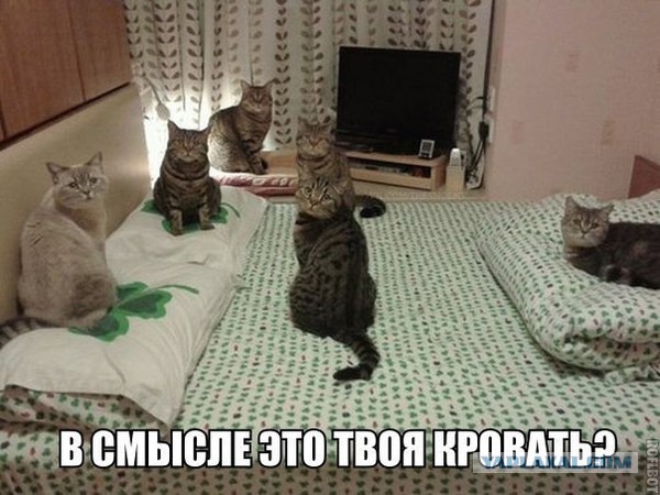 Смешные комментарии из социальных сетей